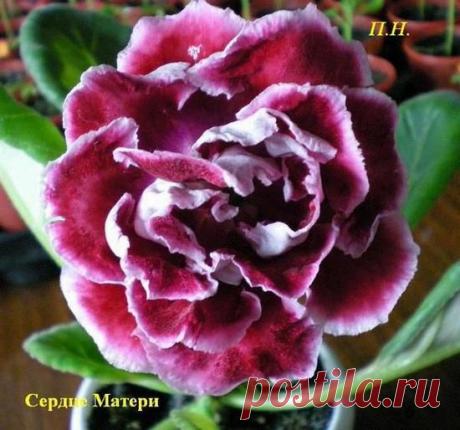 Комнатные растения :: - Сердце Матери