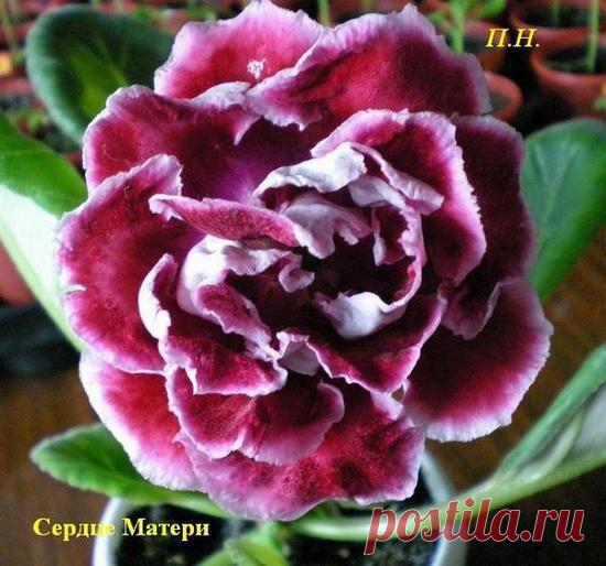 Комнатные растения :: - Сердце Матери