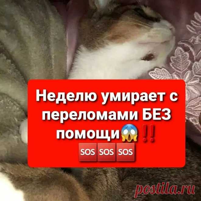 Photo by инна денисюк on October 06, 2021. May be an image of one or more people, cat and text.