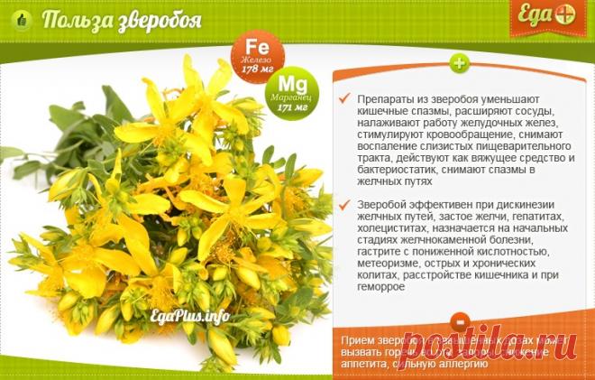 Польза зверобоя