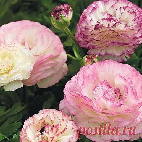 (5) Facebook