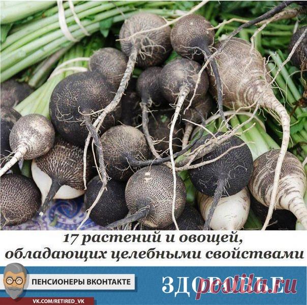 17 растений и овощей, обладающих целебными свойствами

1. Редька — выводит камни и песок из почек и мочевого пузыря, лечит бронхит, катар, туберкулез, кровоизлияния, является мочегонным и желчегонным. Увеличивает молоко у кормящих женщин.

2. Ревень — желудок, кишечник, запоры, вздутия. Применяется в киселях, компотах, варенье, пирогах.

3. Петрушка — восстанавливает гемоглобин в крови, останавливает кровотечения десен. Лечит почки, колиты, воспаления, простатит, глаза. Та...