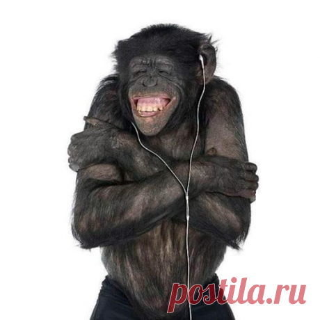 Приколы про животных - Ой,  не  могу!!!