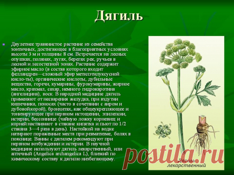 Дягиль - лечебные свойства