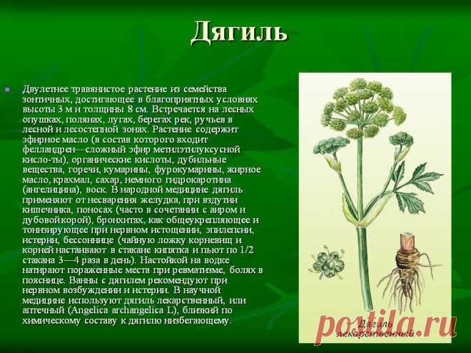 Дягиль - лечебные свойства