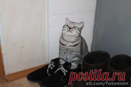 ***В ГОСТЯХ У КОТА ВАСИЛИЯ***