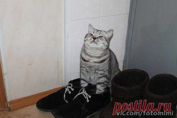 ***В ГОСТЯХ У КОТА ВАСИЛИЯ***