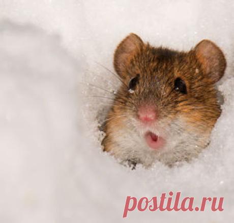 Природа — National Geographic Россия