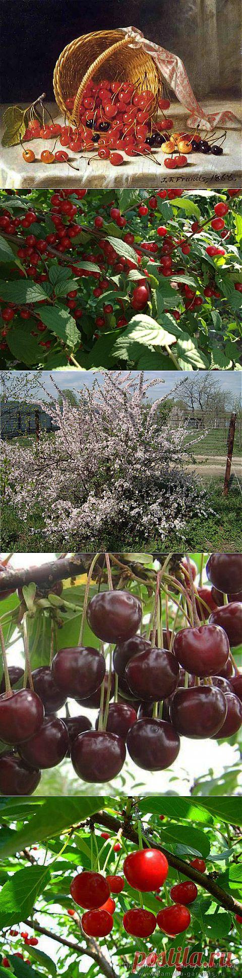 Наполняет летом сад спелых вишен аромат.