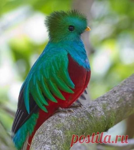 Квезаль — редкая птица, вымирающий вид, 
священная птица майя