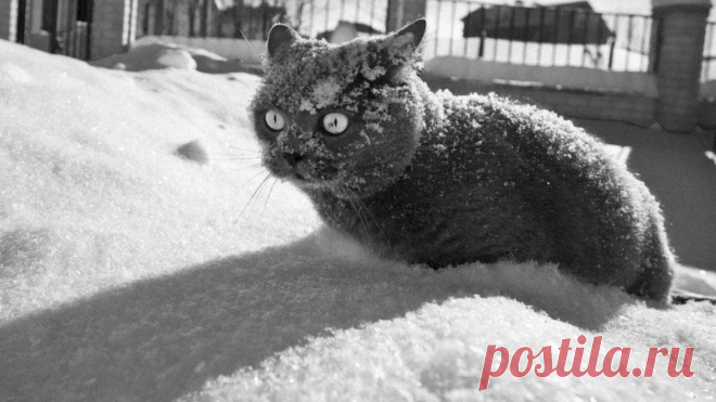 10 фото-историй забавных котиков, у которых не сложились отношения со снегом | Любопытный енот | Яндекс Дзен