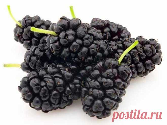 Полезные свойства шелковицы