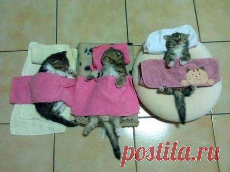 Котики / Питомцы