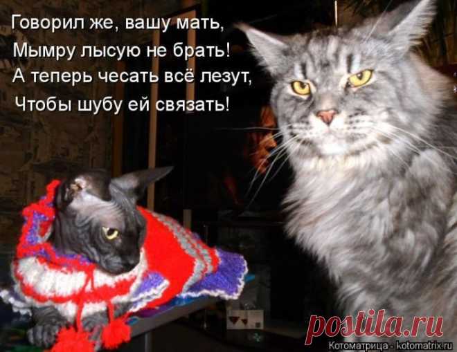 Позитив зверский. Котоматрицы для хорошего настроения
