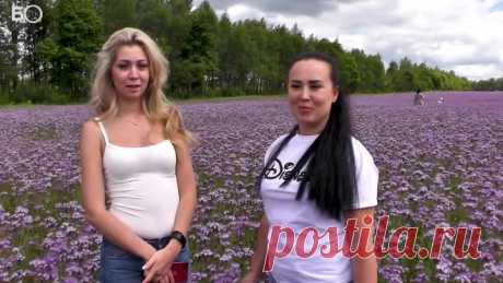 Лайк превыше всего: любители селфи губят уникальное поле под Томском  Сотни людей уничтожают Томский Прованс. Все ради селфи в полях фацелии. Ученые переживают. Но как огородить огромное поле?