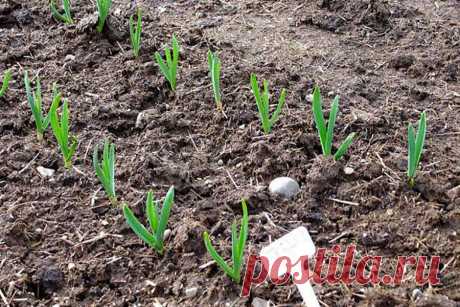 Первые перышки показались на свет? Готовим питательный эликсир для озимого чеснока | Наша Дача | Яндекс Дзен