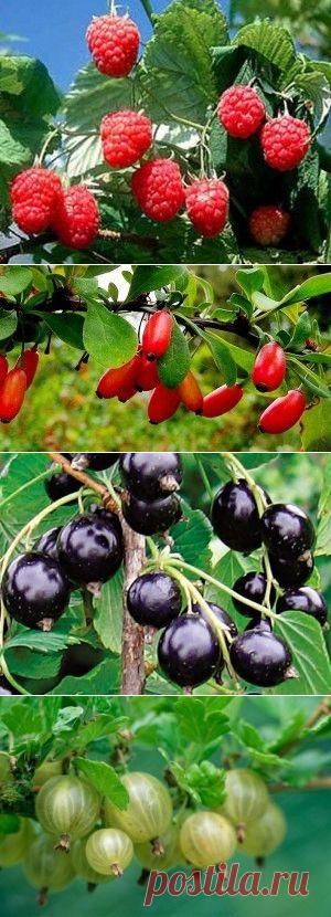 Ягоды в Тени | Садовый ПОРТАЛ | Новости сада, огорода