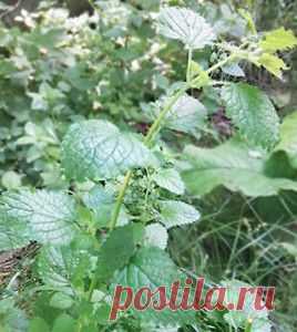 Мелисса в виде  настоя  применяется для улучшения пищеварения, как противосудорожное и болеутоляющее средство при различных невралгиях, головной боли, малокровии, для лечения сердечно-сосудистых заболеваний