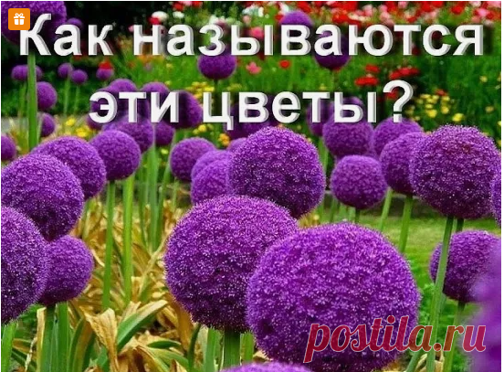 А Вы знаете, как называются эти цветы?