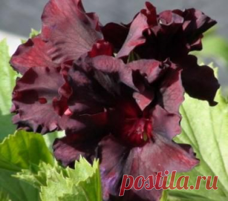 Пеларгония Dark Velvet Pelargonium Dark Velvet
