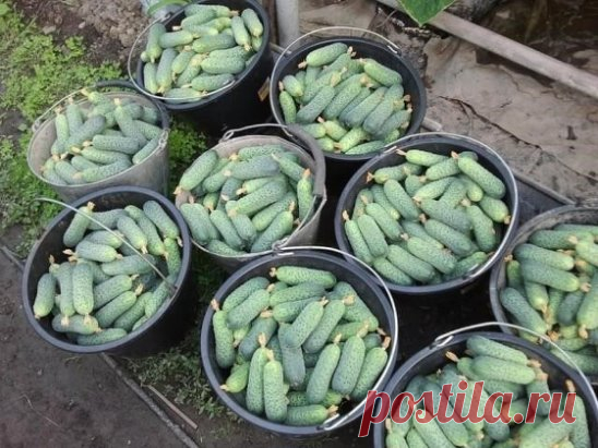 СЕКРЕТЫ УРОЖАЙНОСТИ ХРУСТЯЩЕГО ОГУРЦА  #огород . Секрет №1 В жаркую солнечную погоду огурец выпивает до трех литров воды в сутки. И тот кто держит эту культуру на «сухом пайке», рискует остаться без урожая - осыплются и цветки, и завязь. Секрет №2 Пока растение набирает силу, лучше поливать утром, а во время цветения и плодоношения - вечером. И всегда только теплой, согретой на солнце водой. Не отказывайтесь от полива и в пасмурный день, лишь немного уменьшите норму. Нельзя поливать сильной стру