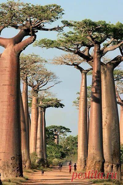 Аллея баобабов