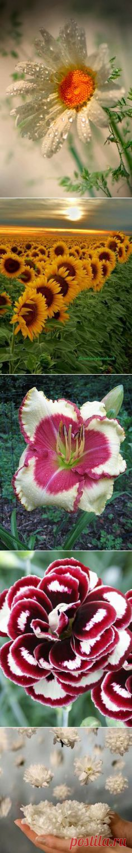 Flores