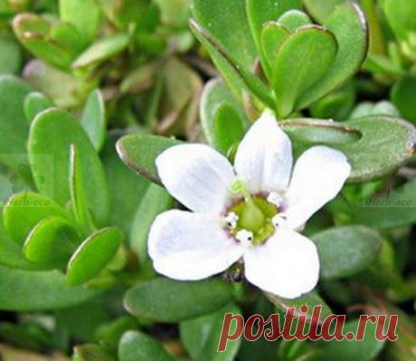 Wall | VK
Обрести Вторую Молодость с Брахми от iHerb
Брахми обладает антиоксидантными, антисептическими, омолаживающими, вяжущими, ранозаживляющими, противовоспалительными, охлаждающими, тонизирующими, успокоительными, мочегонными, антицеллюлитными свойствами.