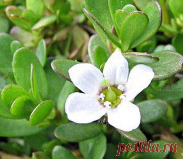 Wall | VK
Обрести Вторую Молодость с Брахми от iHerb
Брахми обладает антиоксидантными, антисептическими, омолаживающими, вяжущими, ранозаживляющими, противовоспалительными, охлаждающими, тонизирующими, успокоительными, мочегонными, антицеллюлитными свойствами.