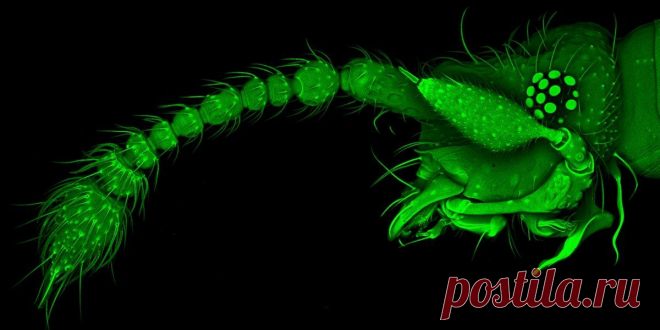 Конкурс микрофотографии Nikon Small World 2015