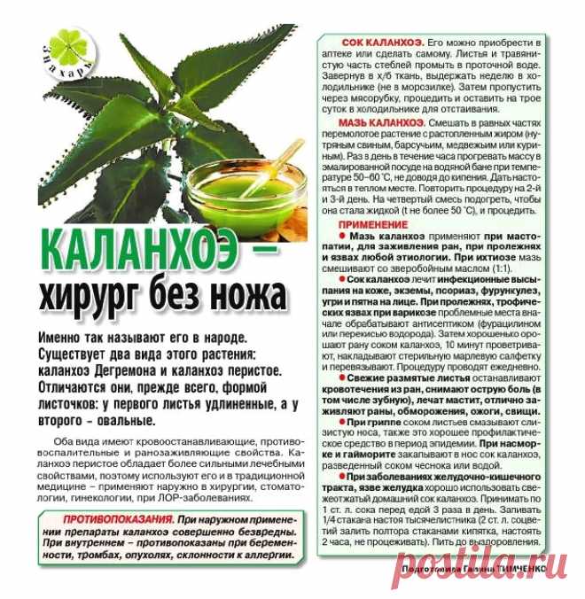 Каланхоэ - хирург без ножа
