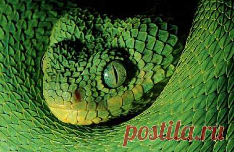 Western bush viper (Atheris chlorechis), West Africa.