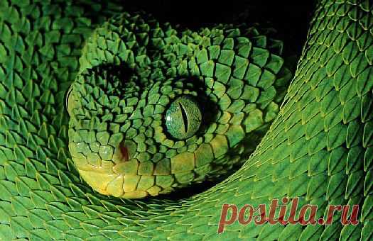 Western bush viper (Atheris chlorechis), West Africa.