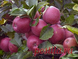 Дерево яблоня – посадка и уход, фото яблони, обрезка и прививка яблони, описание сортов яблони