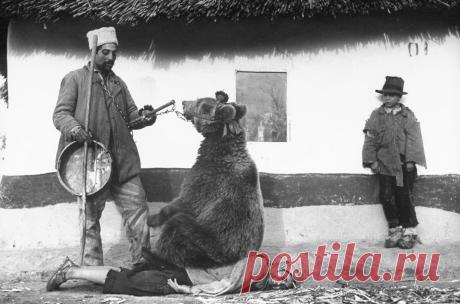 Лечение спины медведем. Румыния, 1946 год.