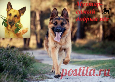 Блог Мухтара