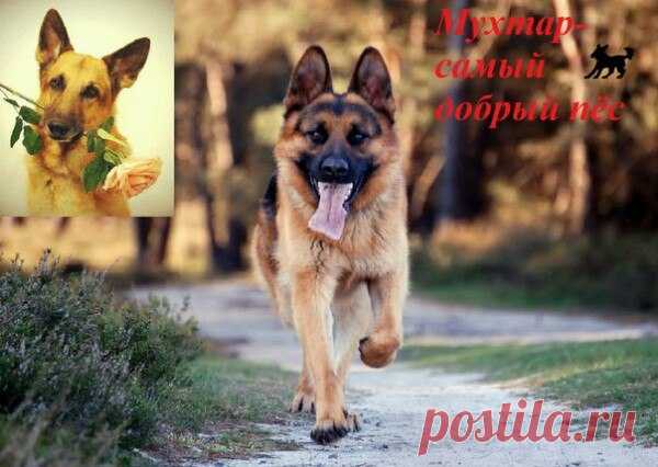 Блог Мухтара