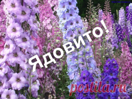 Будьте осторожны: 12 смертельно опасных садовых растений