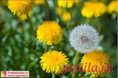 Одуванчик: лечебные свойства и применение – рецепты |ПУТИ К ЗДОРОВЬЮ Одуванчик: лечебные свойства и применение – рецепты. Одуванчик входит в первую десятку лечебных растений – из его цветков готовят целебное варенье,сушат листья и всю зиму пьют настой из них, предотвращая инсульт, инфаркт и потерю памяти. А из корней одуванчика можно готовить кофе, Одуванчик - это русский жень-шень.