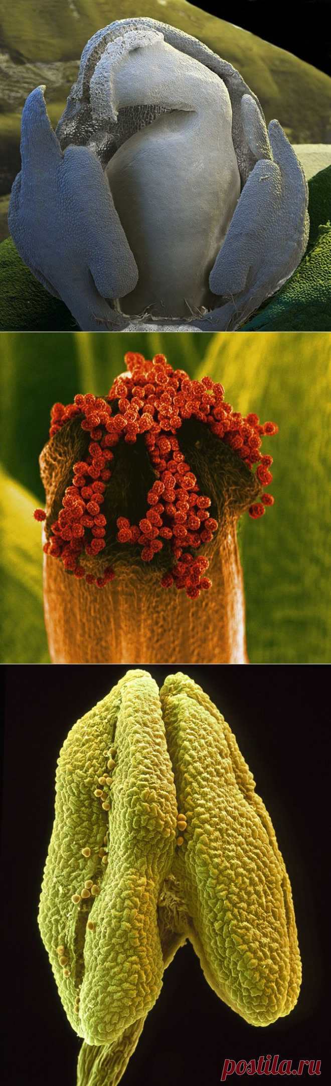 Цветы под микроскопом