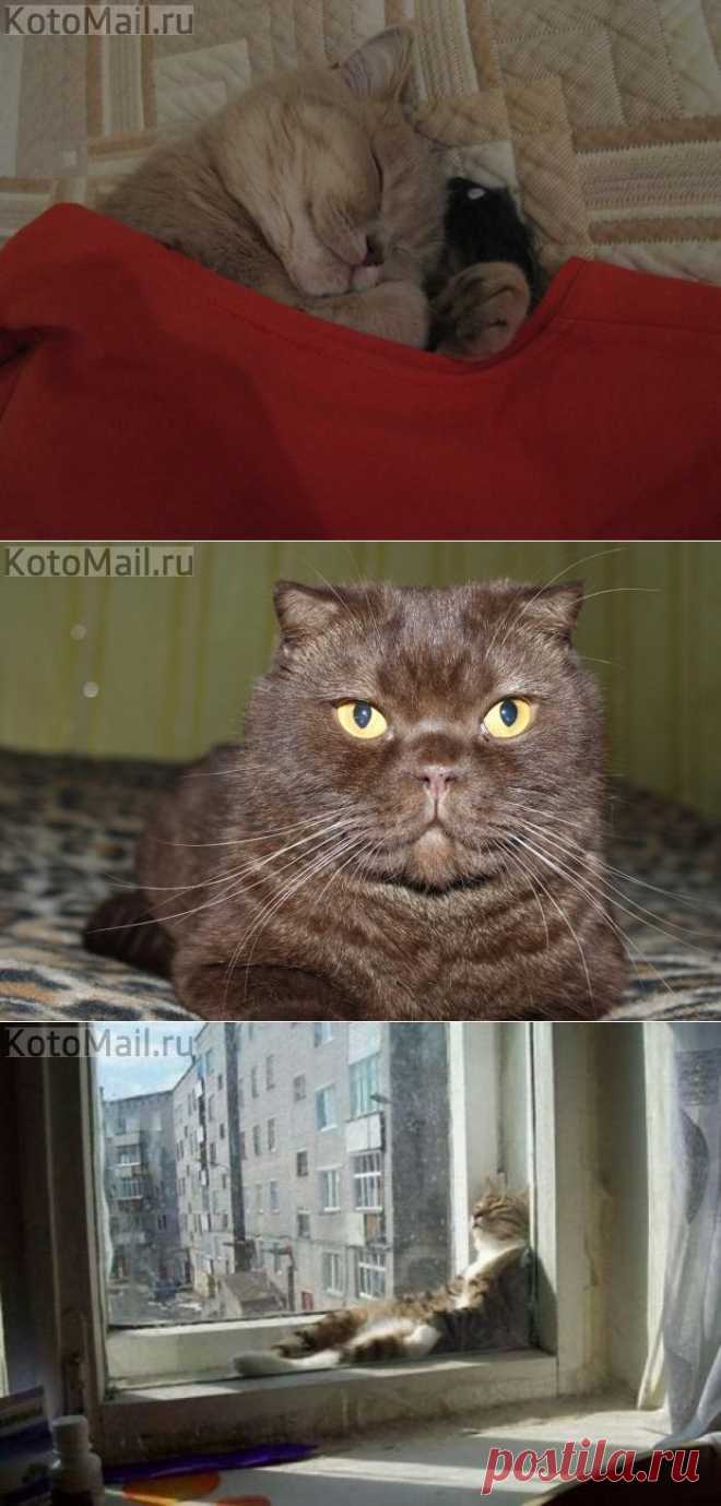 Сладких снов! и другие материалы. Новое в Вашей подборке на Постила.ru - klievtsova@inbox.ru - Почта Mail.Ru