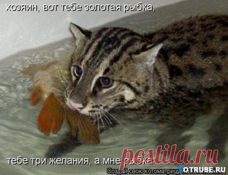 Есть улов! | KotoMail.ru
