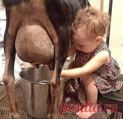 - Хорошо, хоть Зорька есть, а то бы с голоду померла, пока мамка в ОДНОКЛАССНИКАХ, а папка в ТАНЧИКАХ!!! :)))