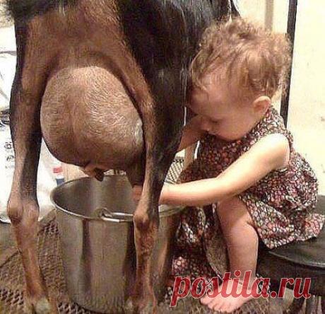 - Хорошо, хоть Зорька есть, а то бы с голоду померла, пока мамка в ОДНОКЛАССНИКАХ, а папка в ТАНЧИКАХ!!! :)))