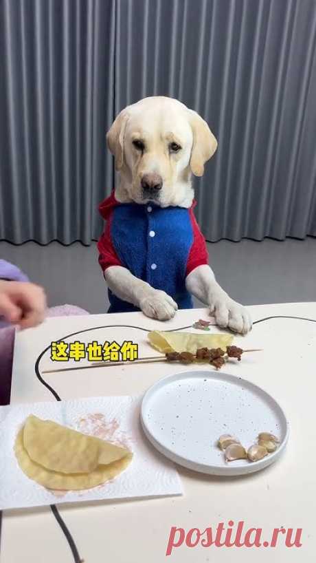 The dog was almost moved by you. Animal Picture Book. Cute Pet Debut Plan. The dog's tho
