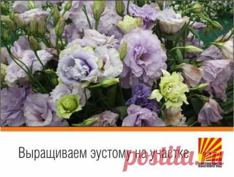 Эустома может украсить любой сад или балкон. Очень популярный цветок для букетов. Цветет оттенками синего, лилового, розового, бледно-зеленого и белого. Некоторые растения имеют рифленые края и более темную окраску ближе к краю и в центре. Растения достигают максимум около 70 см в длину. Но есть и более низкие разновидности эустомы, они больше подходят для выращивания в горшках.  

Эустому можно выращивать из семян, если сможете обеспечить им
соответствующие условия, но пр...