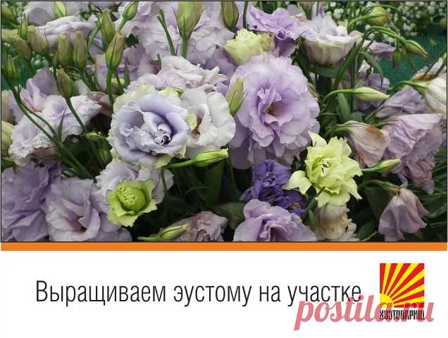 Эустома может украсить любой сад или балкон. Очень популярный цветок для букетов. Цветет оттенками синего, лилового, розового, бледно-зеленого и белого. Некоторые растения имеют рифленые края и более темную окраску ближе к краю и в центре. Растения достигают максимум около 70 см в длину. Но есть и более низкие разновидности эустомы, они больше подходят для выращивания в горшках.  

Эустому можно выращивать из семян, если сможете обеспечить им
соответствующие условия, но пр...