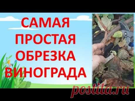 ПРОСТАЯ ОСЕННЯЯ 🍂 ОБРЕЗКА ВИНОГРАДА 🍇