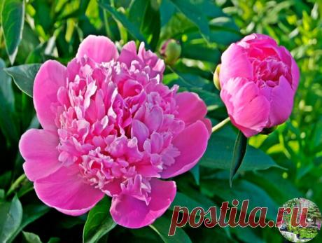 КОГДА ЛУЧШЕ ПРИСТУПАТЬ К ОМОЛОЖЕНИЮ ПИОНА 

Оксана Тимошенко, Пермь: "У меня на даче растет роскошный куст пионов. Ему уже 8 лет, давно пора делить, но все никак не решусь, боюсь, что потом он цвести не будет. Подскажите, как провести эту операцию, чтобы куст омолодился и радовал своими цветами по-прежнему". 

Если пиону 8 лет, то его давно уже пора омолаживать. Мы рекомендуют делить куст каждые 4-5 лет. Связано это с корнями. 

У старых кустов, растущих много лет без деле...