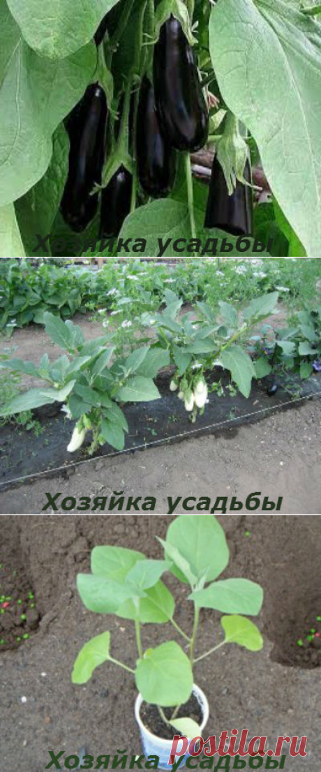 Баклажаны - выращивание и уход в открытом грунте.